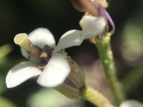 Plancia ëd Cardamine cordata Barnéoud