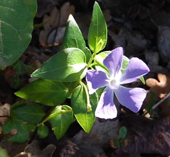 Image of Vinca major subsp. major