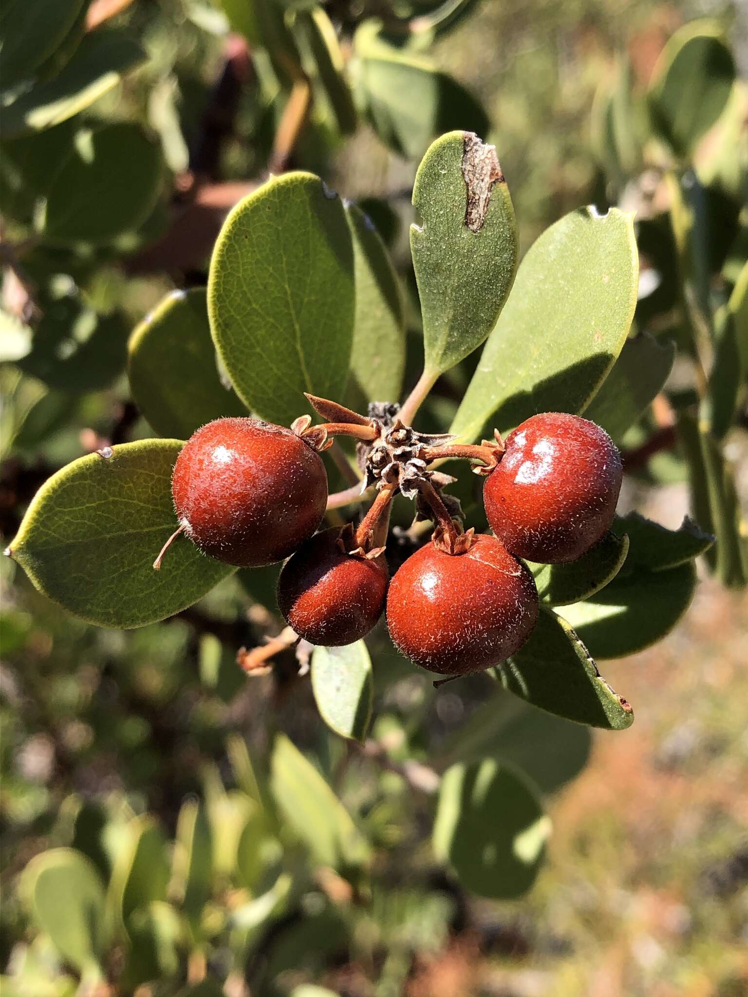 Imagem de Arctostaphylos glandulosa subsp. gabrielensis (P. V. Wells) J. E. Keeley, M. C. Vasey & V. T. Parker