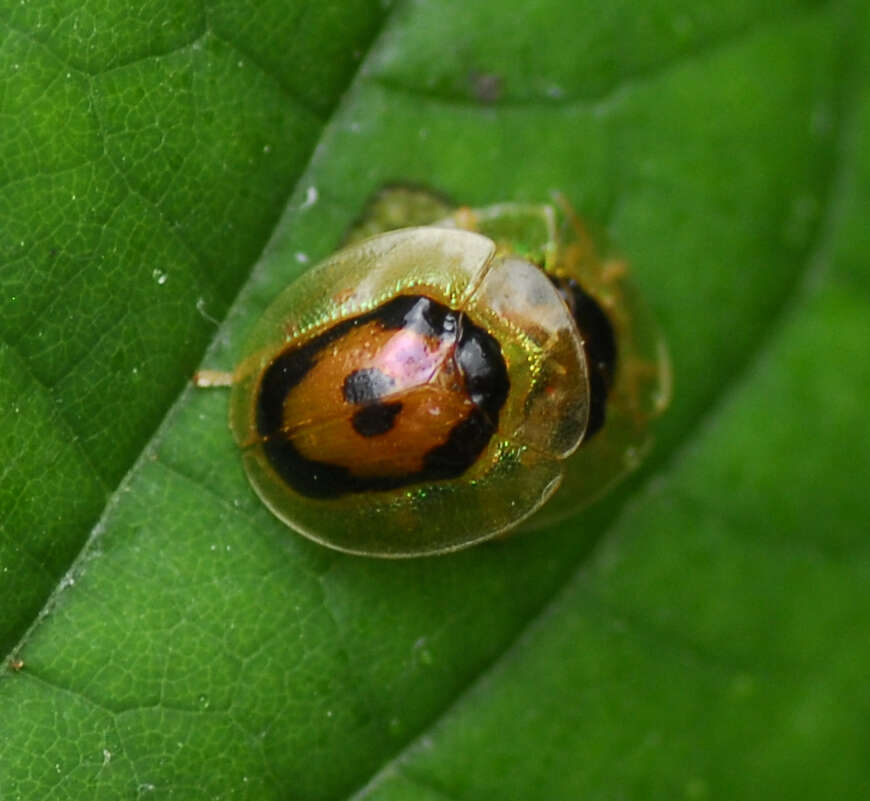 Tapinaspis wesmaeli (Boheman 1855) resmi