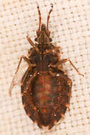 Image of Aradus (Aradus) proboscideus Walker 1873