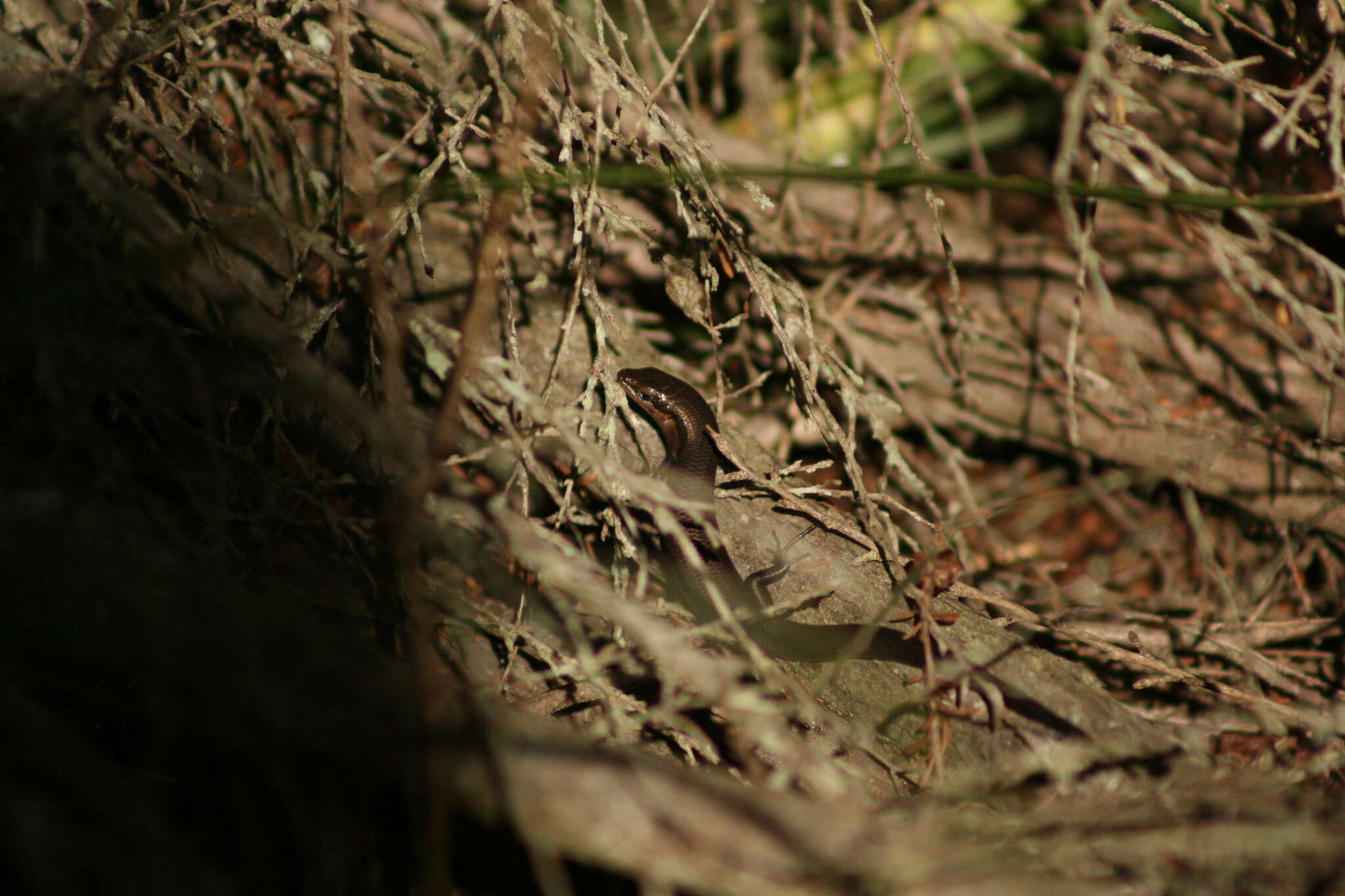 Image of South-western Cool-skink