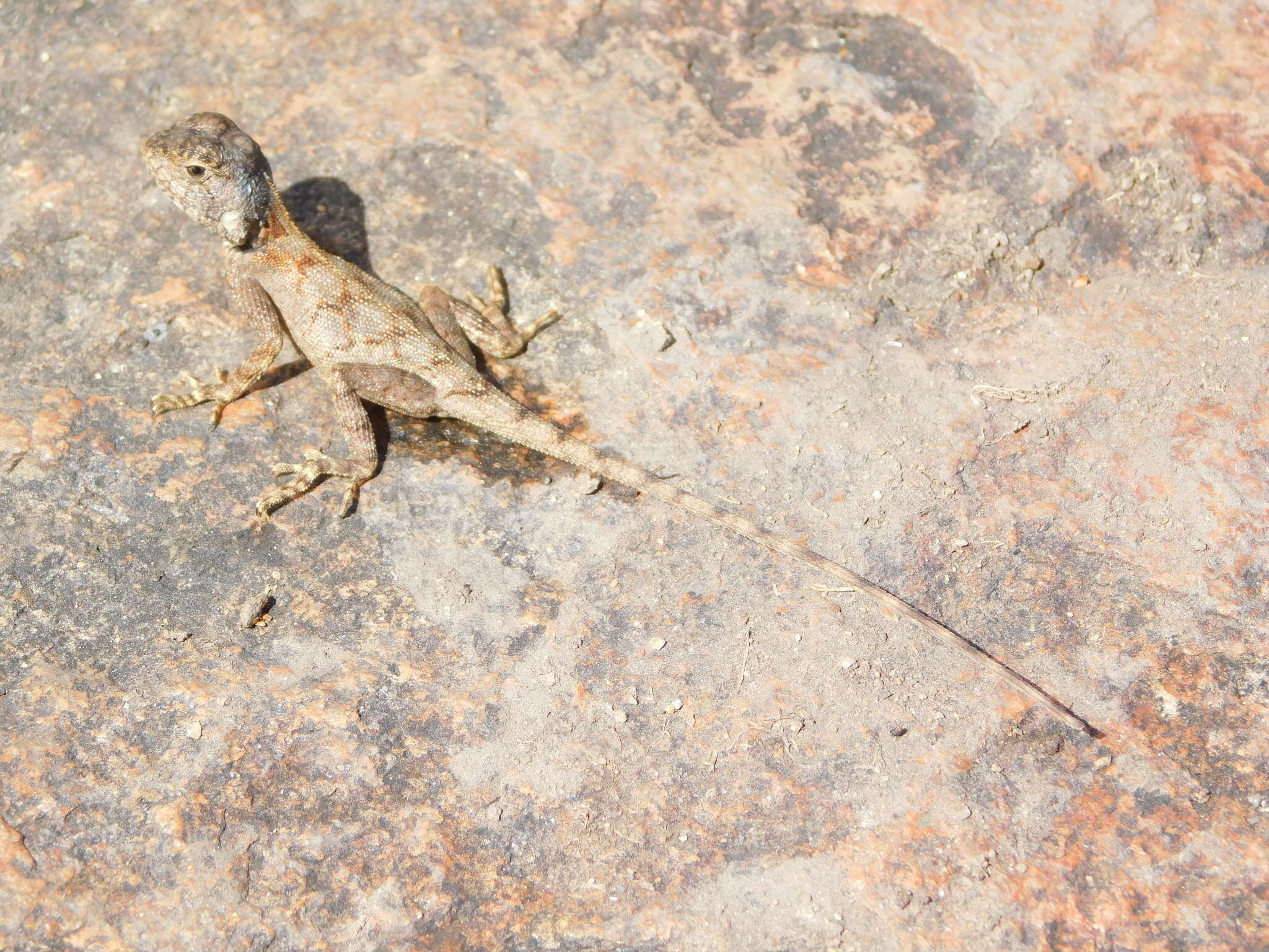 Image of Mozambique Agama