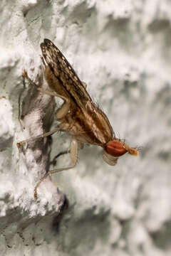 Image of Trypetoptera canadensis (Macquart 1843)