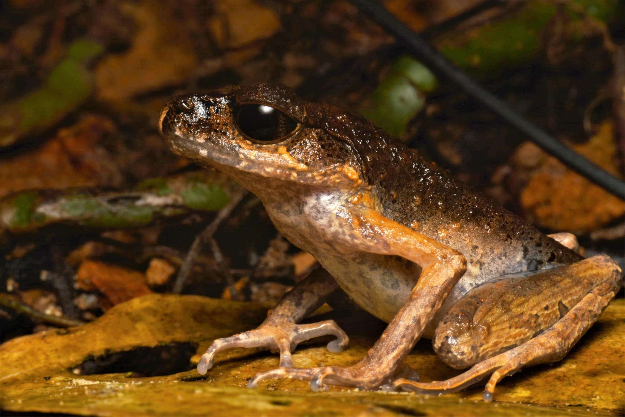 Image of Gracile Litter Frog