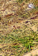 Image of Clay-colored Sparrow