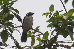 Image of Black-winged Saltator