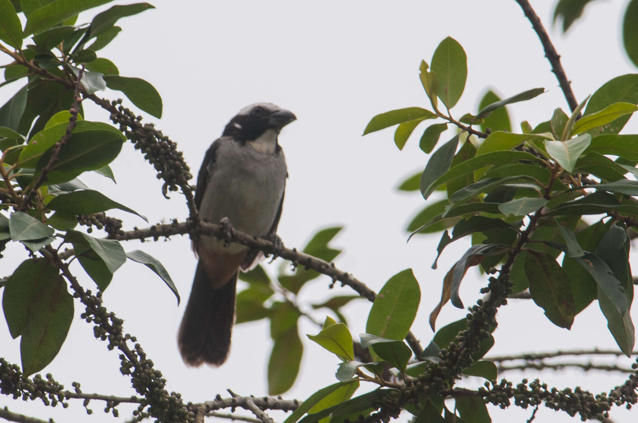 Image of Black-winged Saltator