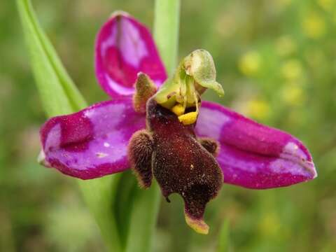 Image of Ophrys apifera var. almaracensis Pérez-Chisc., Durán Oliva & Gil Llano