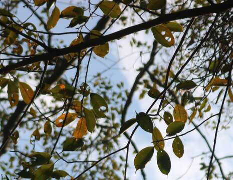 Image of Ficus talbotii King