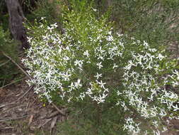 Image de Olearia teretifolia (Sond.) F. Müll.