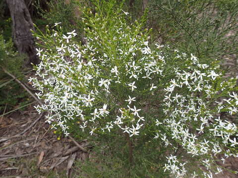 Image of cypress daisy-bush