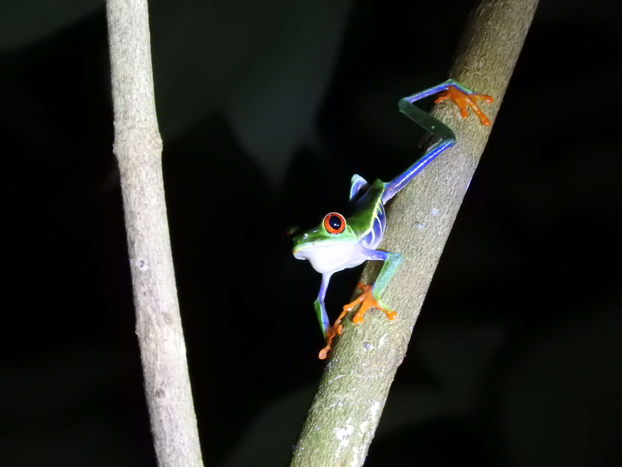 Imagem de Phyllomedusidae Günther 1858