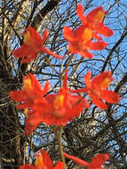 Image of scarlet larkspur