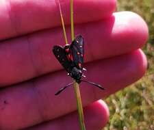 Sivun Neurosymploca caffra Linnaeus 1764 kuva