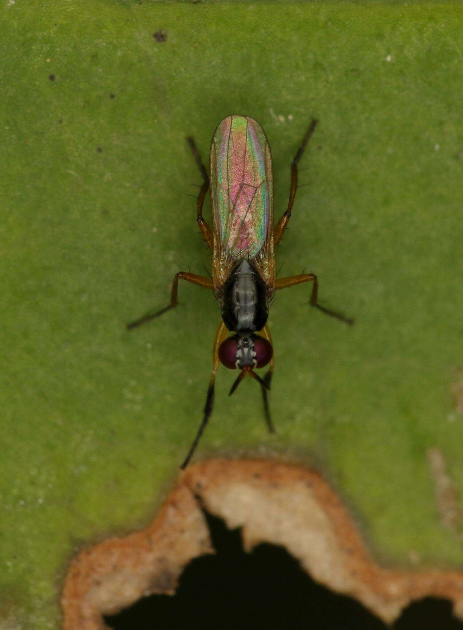 صورة Anaphalantus longicornis (Macquart 1843)