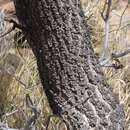 Image of Namib Resin Tree