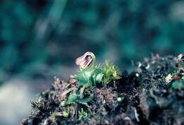 Image of Swamp helmet orchid