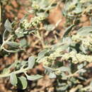 Image of Chenopodium frutescens C. A. Mey.