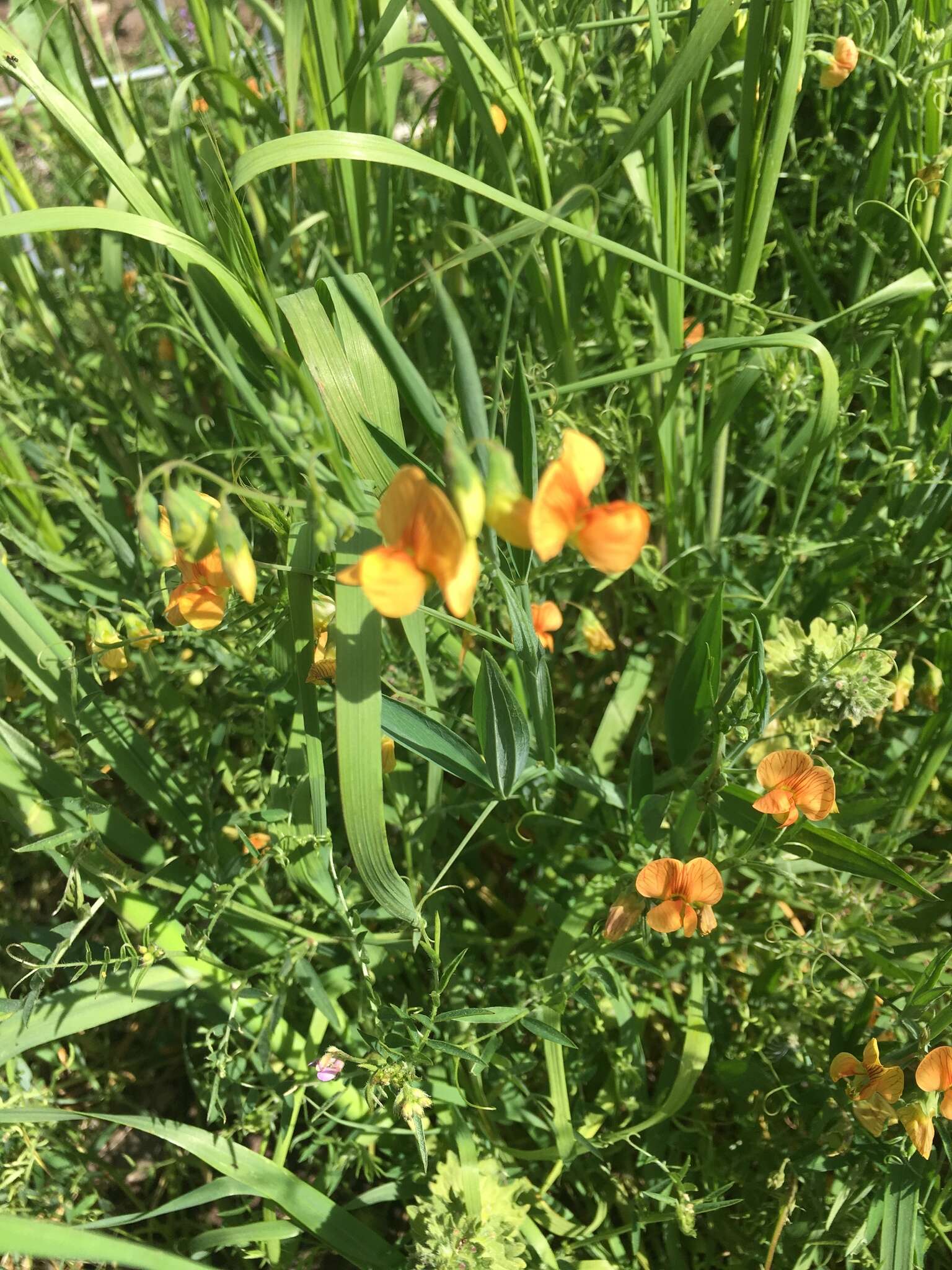 Imagem de Lathyrus hierosolymitanus Boiss.