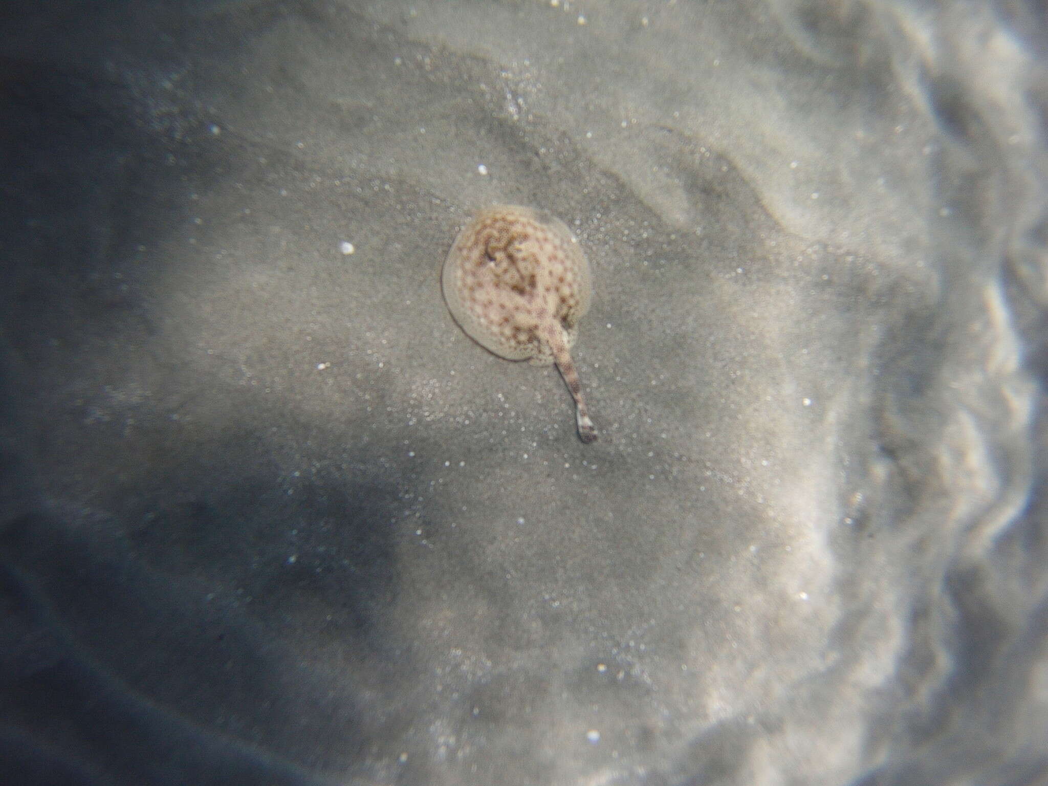 Image of Yellow Stingray