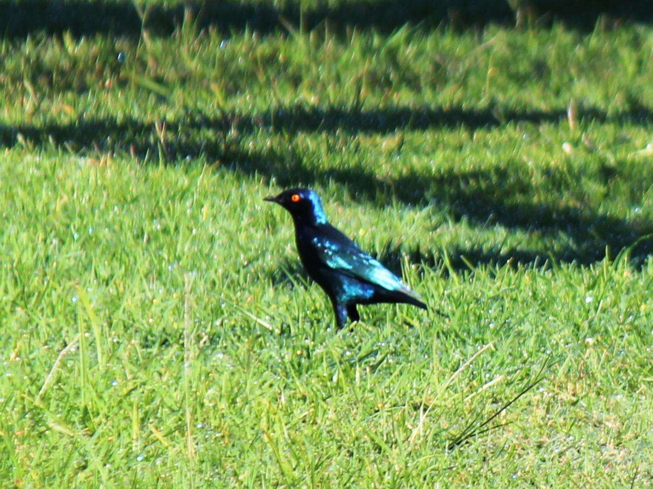 Image of Cape Glossy Starling