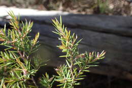 Слика од Pultenaea juniperina Labill.