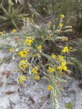 Image of narrowleaf silkgrass