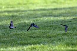 Image of Hirundo neoxena neoxena Gould 1842