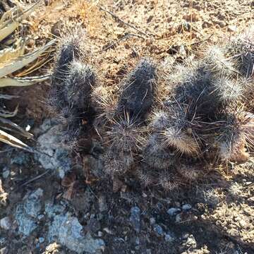 Слика од Echinocereus ferreiranus