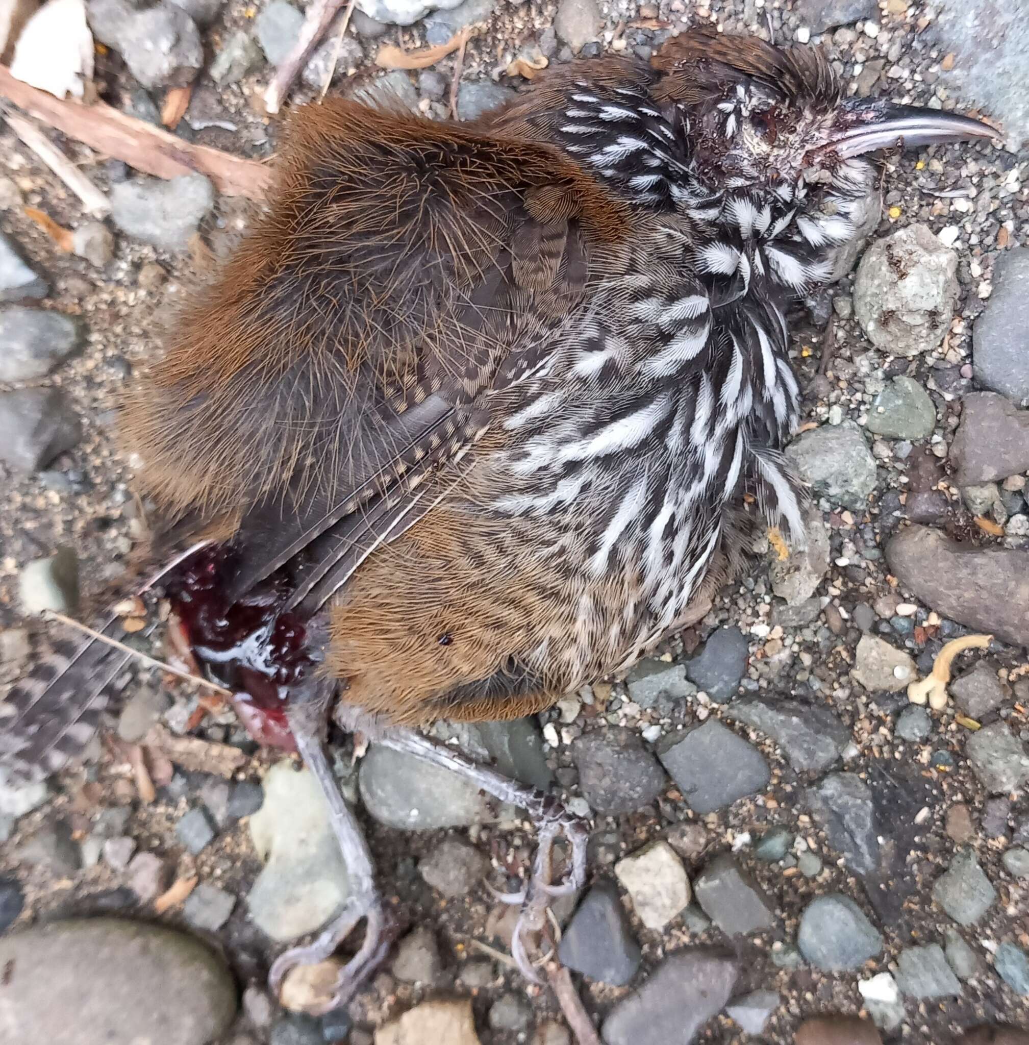 Image of Stripe-breasted Wren