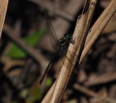 Image of Variable Tigertail