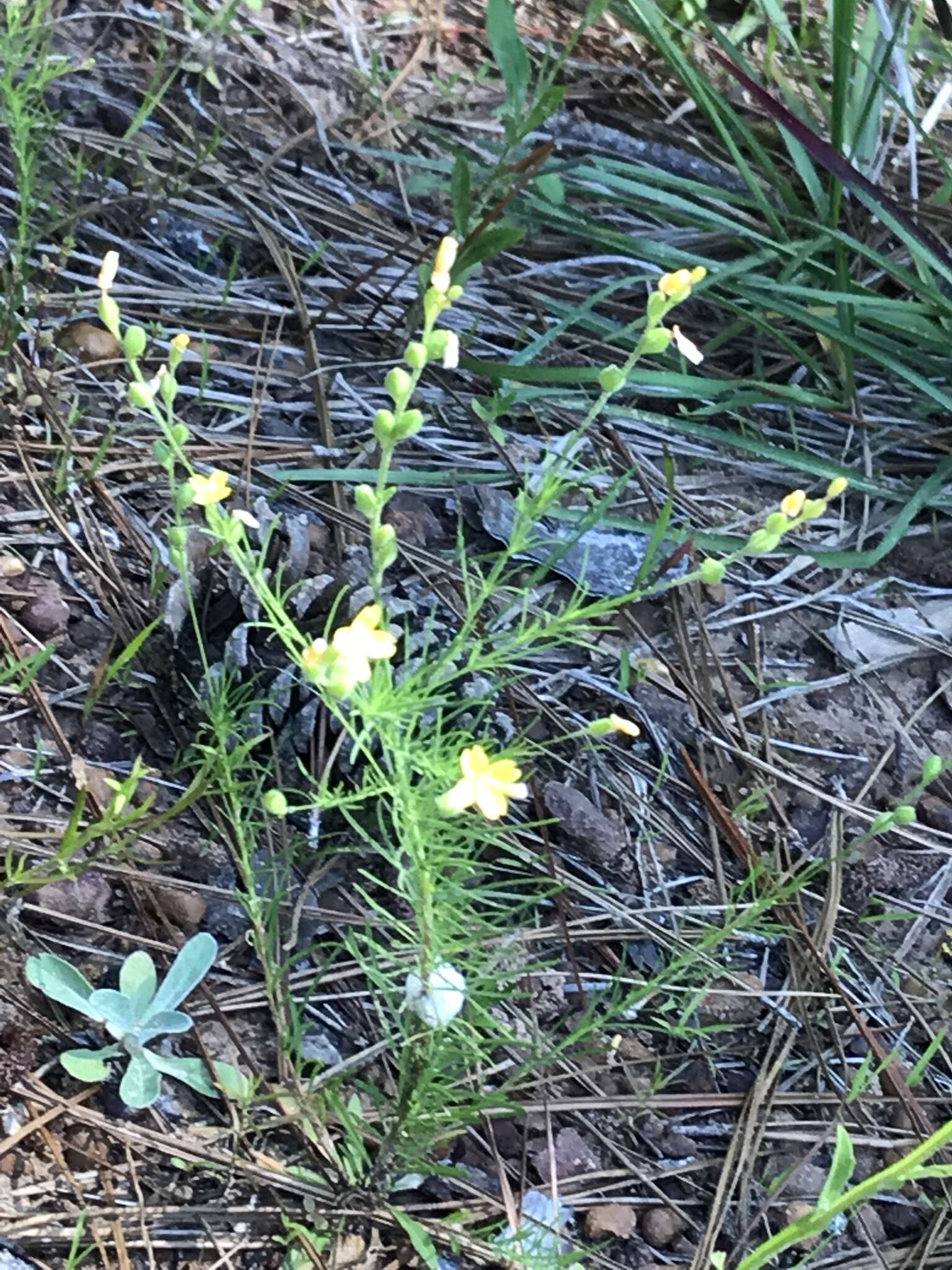 Oenothera linifolia Nutt.的圖片