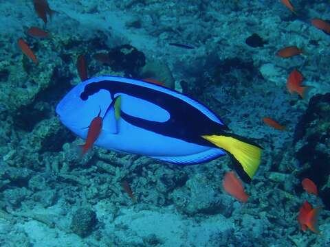 Image of Paracanthurus