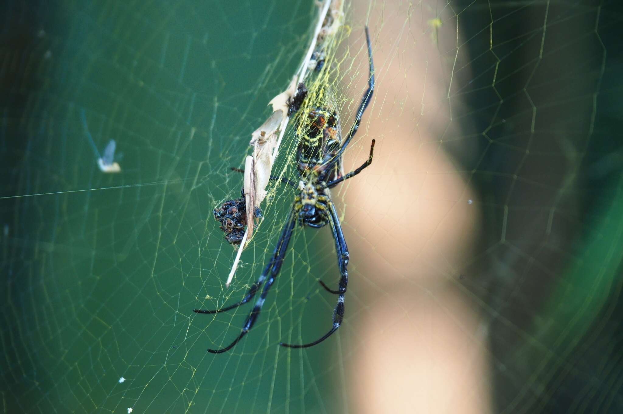 صورة Trichonephila antipodiana (Walckenaer 1841)