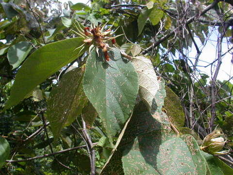 Image of Luehea candida (DC.) Mart.