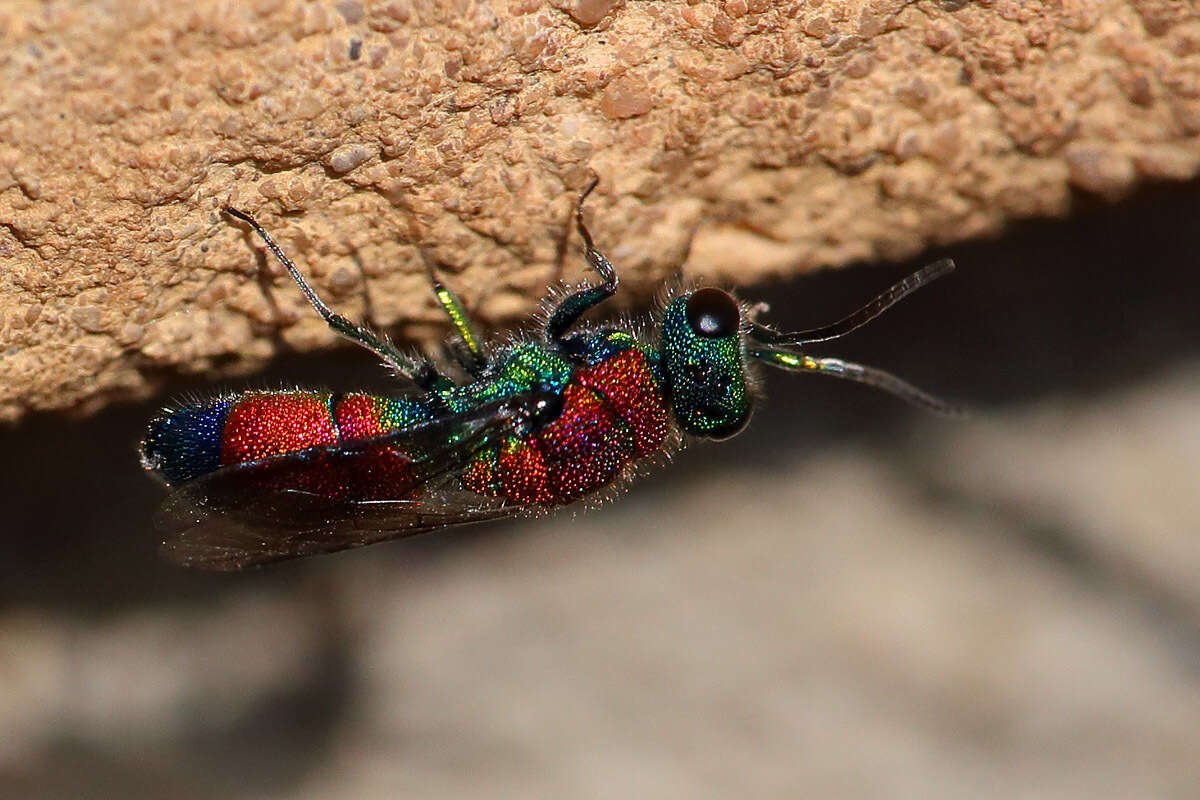 Image of Chrysis viridula L.