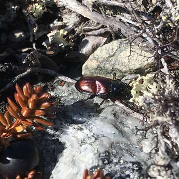 Amara (Curtonotus) alpina (Paykull 1790) resmi