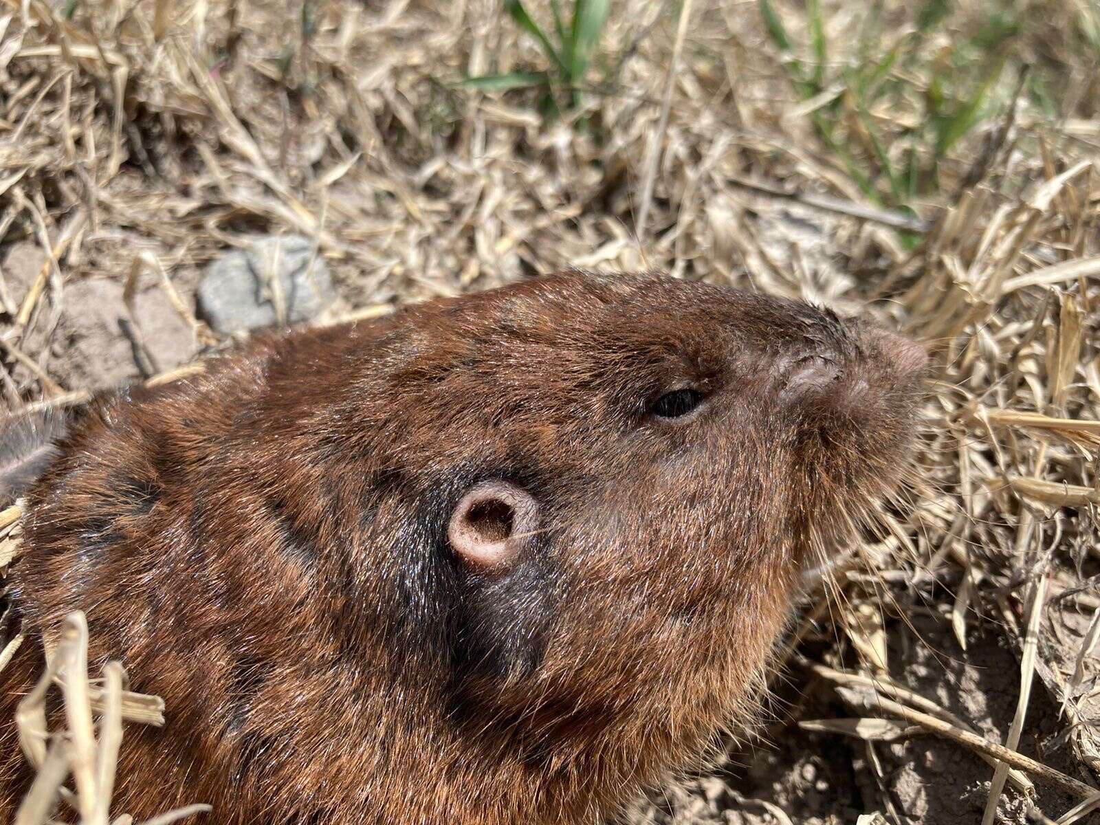 Image of Querétaro pocket gopher