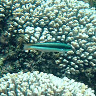 Image of Bluehead wrasse