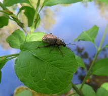 Image of lovage weevil