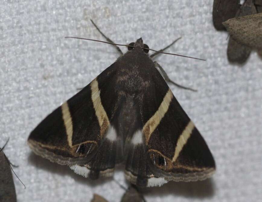 Grammodes oculicola Walker 1858的圖片