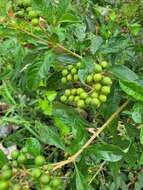 Image of Solanum asperum L. A. Rich.