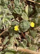 Image of Ajuga bombycina Boiss.