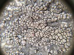 Image of Acarospora piedmontensis