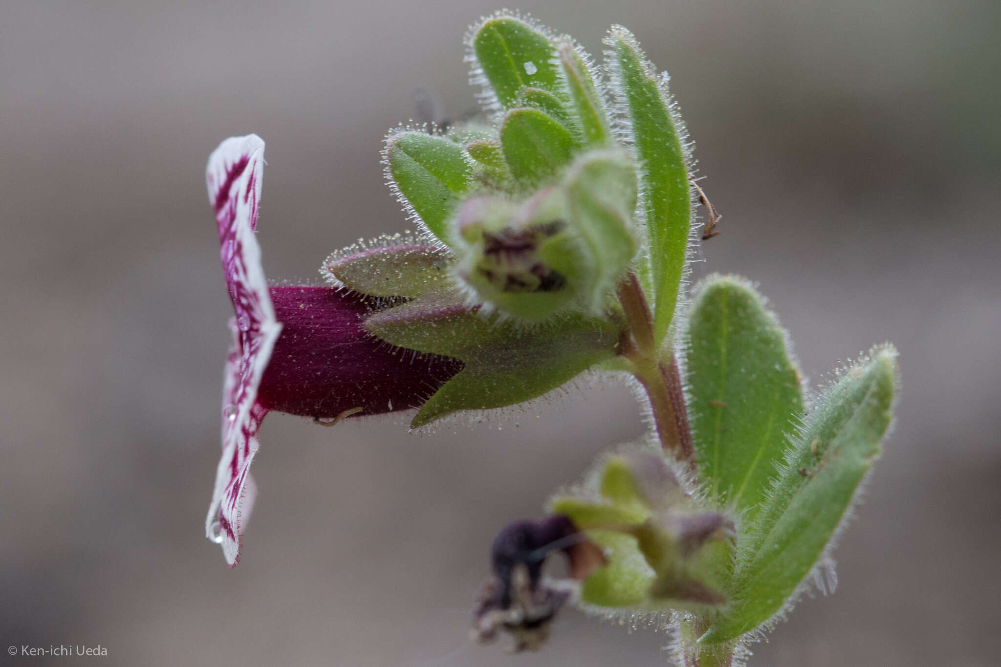 Image of calico monkeyflower