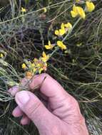 Image of Lebeckia contaminata (L.) Thunb.