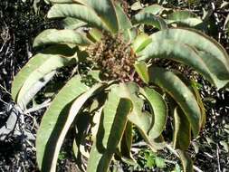 Image of laurel sumac