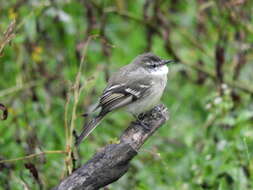 Image of White-throated Tyrannulet