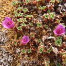 Image of purple mountain saxifrage